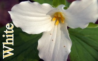 Wildflowers of Wisconsin – Photos of Wisconsin's Natural Colors