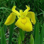 yellow-flag-iris-wisconsin