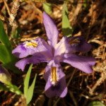 dwarf-lake-iris-lacustris