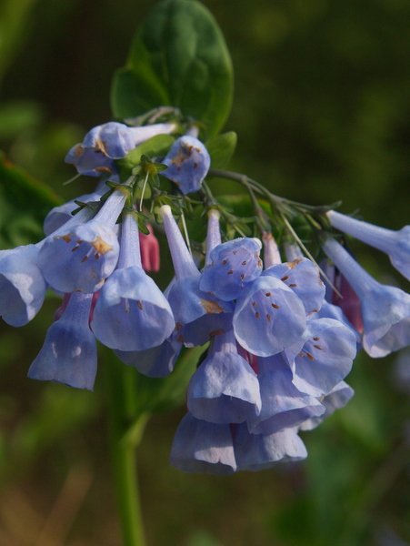 Wildflowers of Wisconsin - Photos of Wisconsin's Natural ...